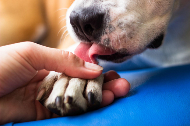 close up puppy and human hand